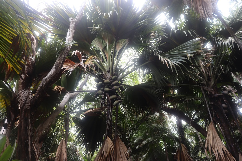 Na jednej palme sa môže urodiť aj viac ako 30 kokosov