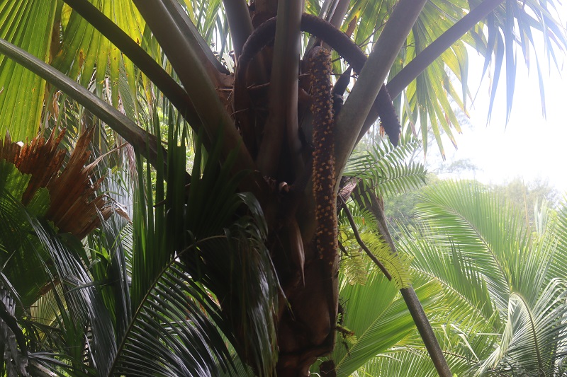 Samčia palma Coco de Mér