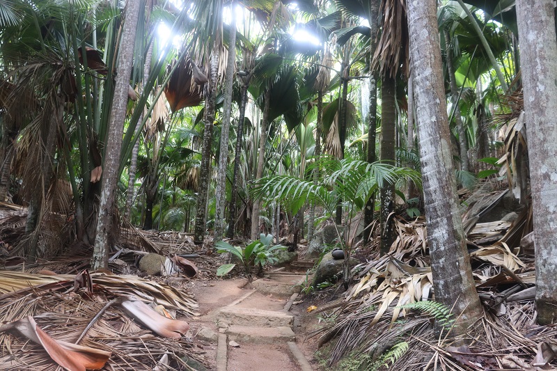 Chodník medzi palmami v rezervácii Fond Ferdinand