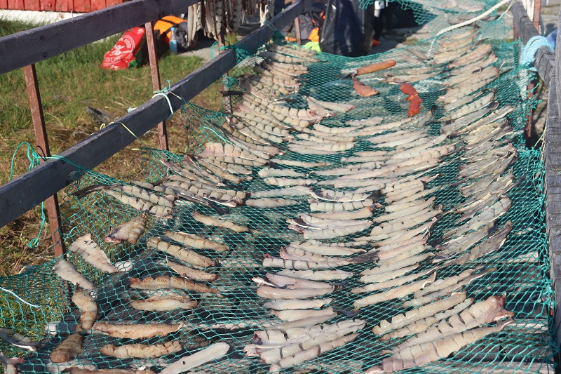 Miestni v Assaqutaqu sušia ulovené ryby