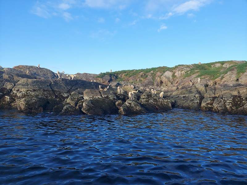 Množstvo grónskych psov na jednom ostrove