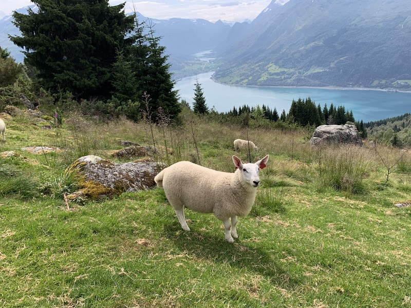 V Nórsku sa zasa často pasú ovce aj priamo na ceste