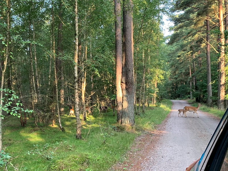Pozor si treba dávať napríklad aj na lesnú zver. Nám vo Švédsku prebehne cez cestu stádo danielov.