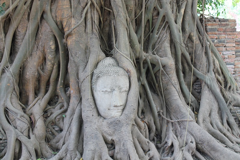 Najznámejšia socha v celej Ayutthayi sa nachádza v komplexe Wat Maha That