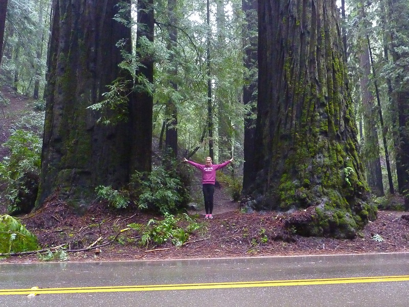 Obrovské stromy v Humboldt Redwoods State parku