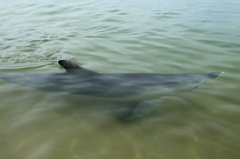 Delfíny sa promenádovali len pár centimetrov od nás