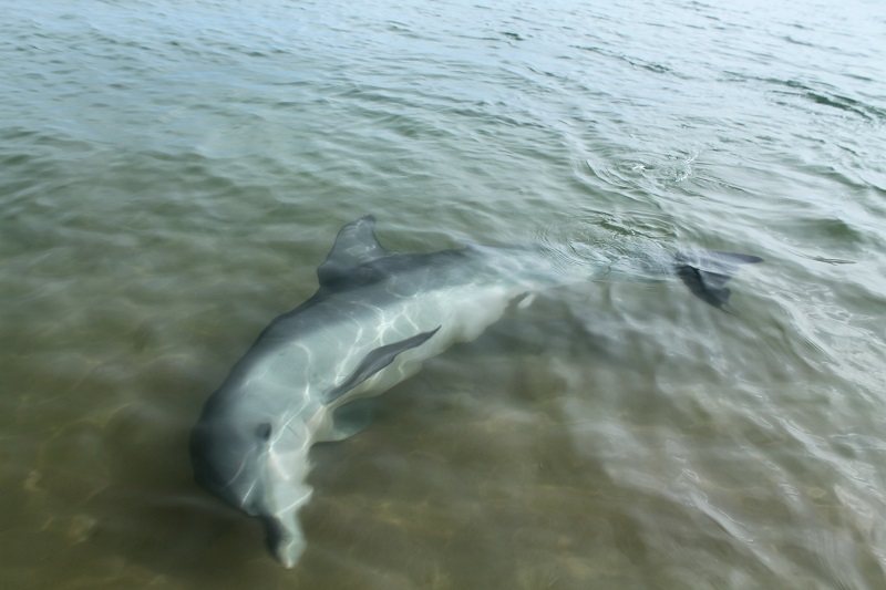 Delfíny sa promenádovali len pár centimetrov od nás