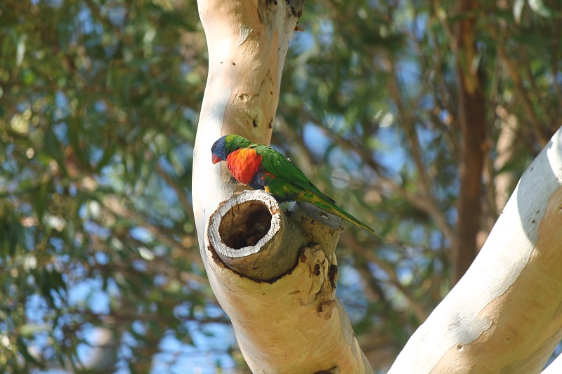 Vidieť v Perthe pestrofarebné papagáje nie je problém