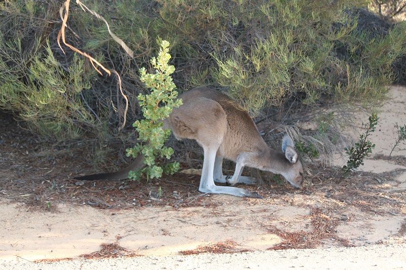 Naša prvá kengura pri ceste