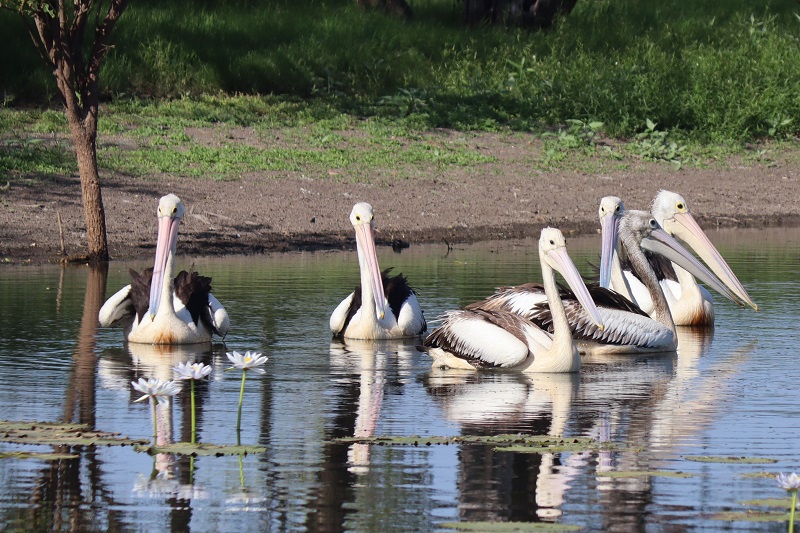 Skupinka pelikánov v Marlgu Billabong