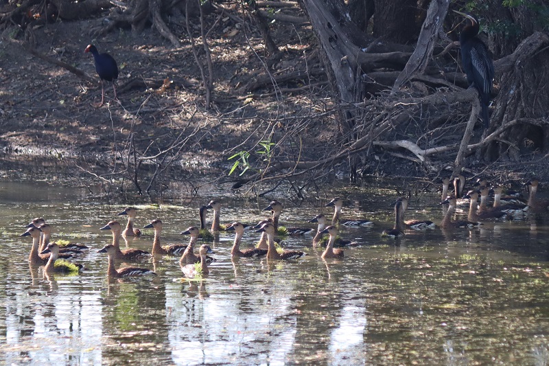 V Marlgu Billabong je množstvo rôznych druhov vtákov