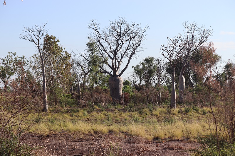 V okolí farmy je množstvo obrovských baobabov