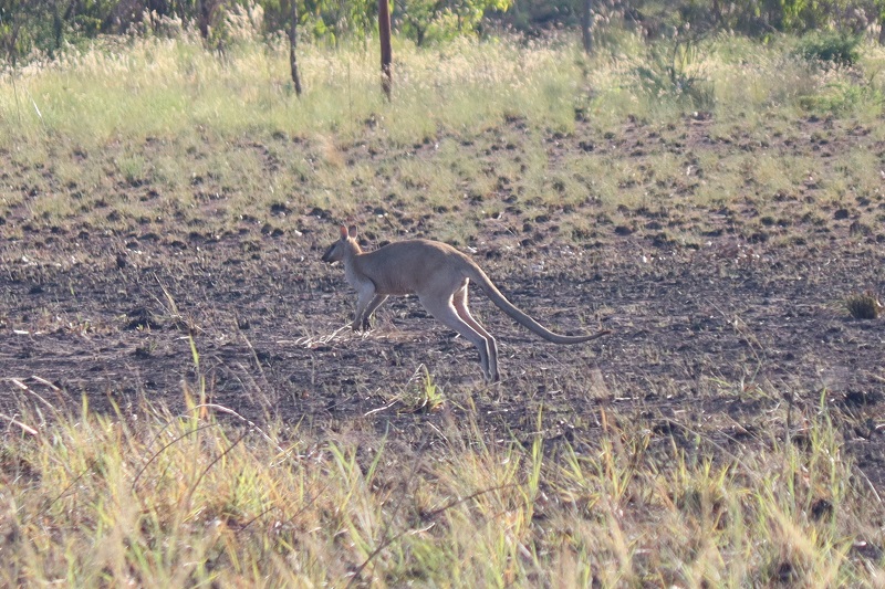 Ráno keď ideme autom z farmy, vidíme ešte viac kengúr
