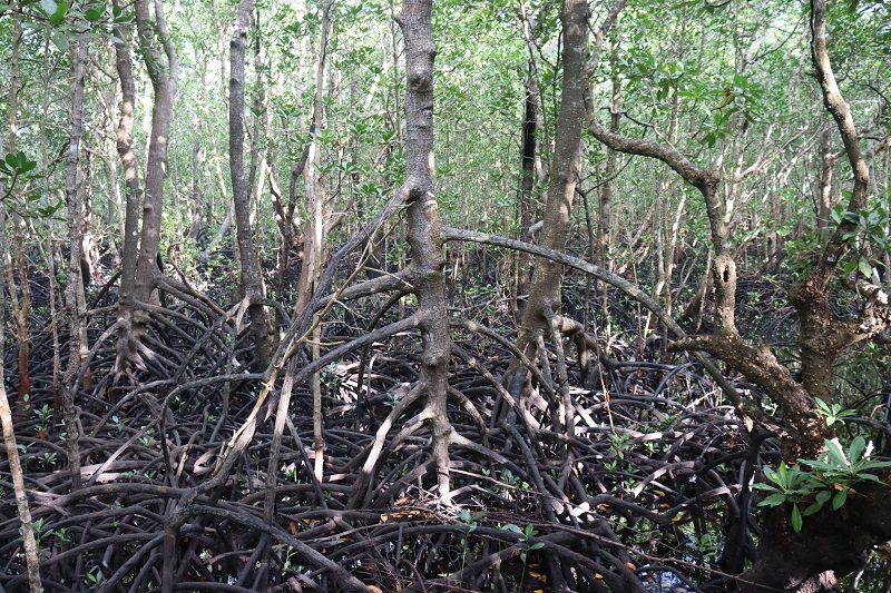Poprepletané korene mangrovníkov