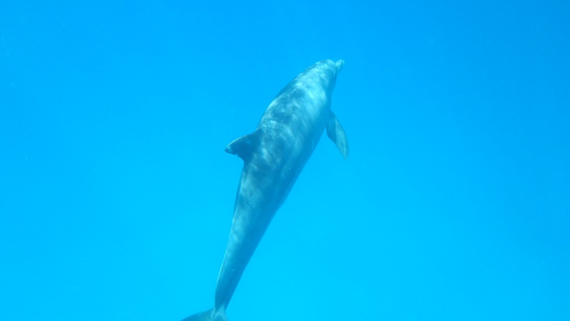 Pri plávaní s delfínmi sa k ním dostávame celkom blízko  alebo skôr oni k nám