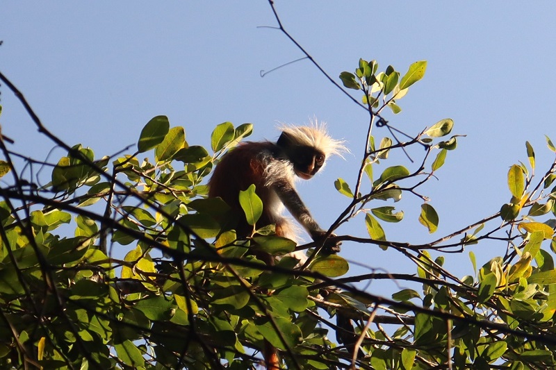 Opica v Jozani Forest