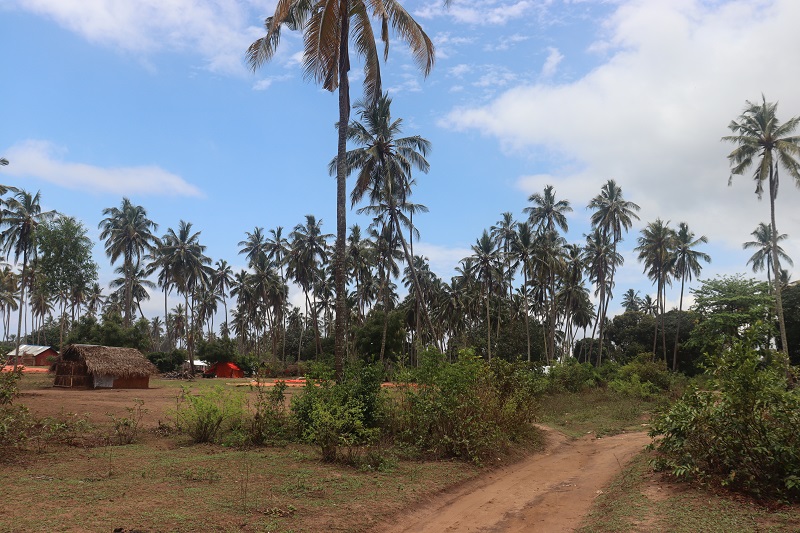 Veľmi pekných „palmových hájov“ nájdete na Zanzibare veľa