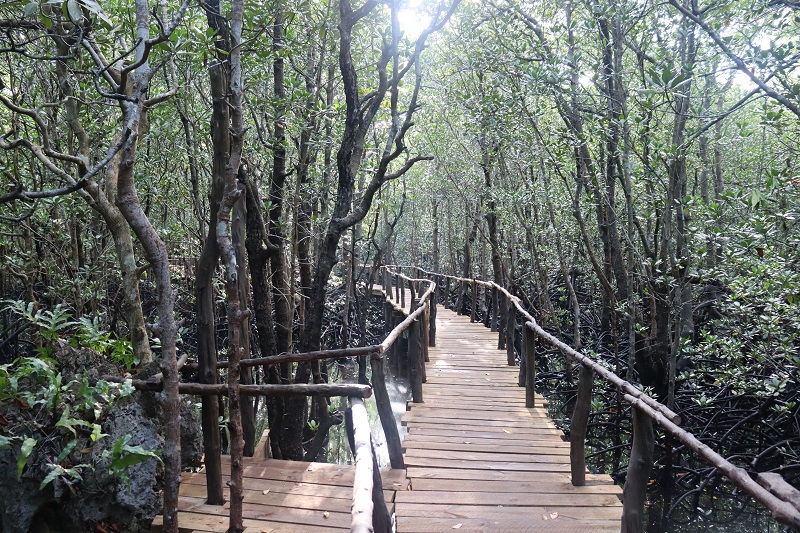 Prechádzka cez mangrovníkový les