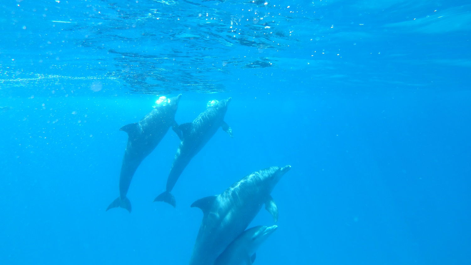Zanzibar: Plávanie s delfínmi a šnorchlovanie