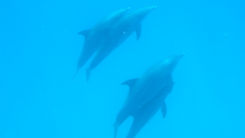 Posledný pohľad na skupinku delfínov