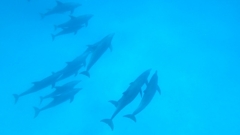 Skupinka delfínov plávajúca podo mnou