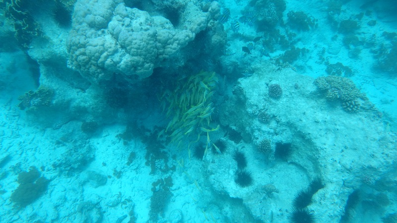 Húf žltých rýb pri koraloch a ježkovia
