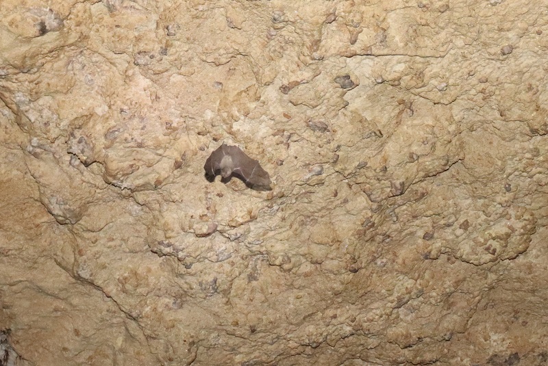 V jaskyni vidíme veľa netopierov