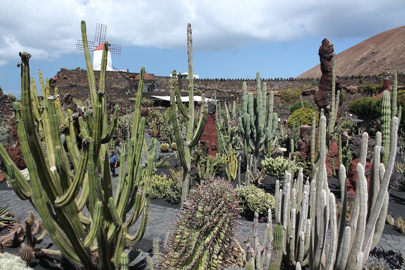 Kaktusová záhrada na Lanzarote