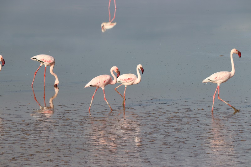 V Keni môžete vidieť aj množstvo pekných vtákov