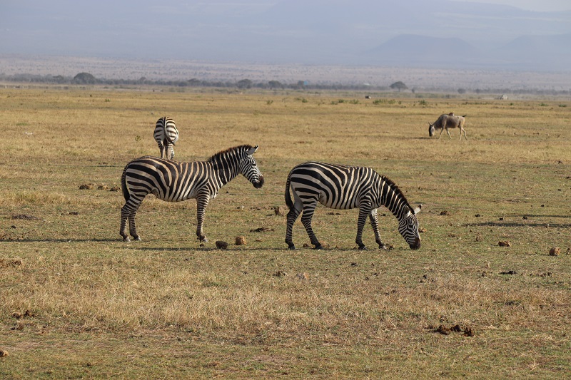 Zebry a pakone v národných parkoch nie je problém vidieť