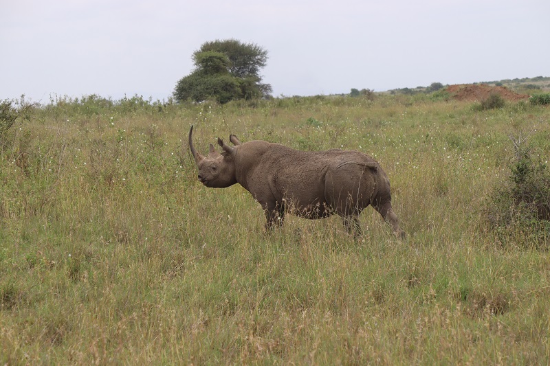 V Národnom parku Nairobi vidíme aj nosorožca čierneho
